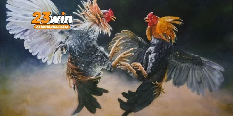 Bí quyết tăng tỷ lệ thắng khi chơi chọi gà cựa sắt
